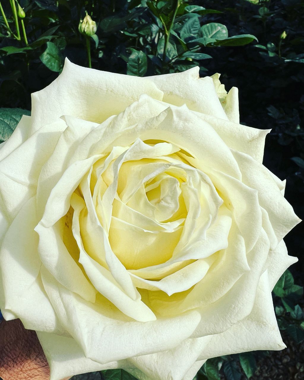 تولید و فروش قلمه رز هلندی گلستان رز جاوید در یاسوج